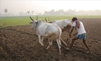 দিলীপ উবাচে আস্থা গরু বন্ধক দিয়ে সোনা চাইল ডানকুনির কৃষক ! দিলীপ ঘোষকে নোবেল দেওয়া উচিত কটাক্ষ তৃণমূলের